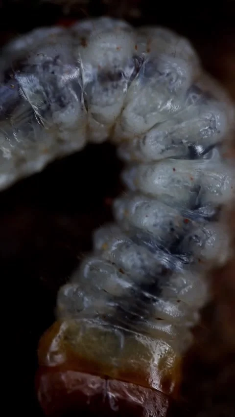 Head Detail of Pine Borer Larva Exposed Under Bark Video stock 340037393