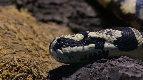 Head of diamond python snake in a terrarium - Morelia spilota Stock Footage 130864546