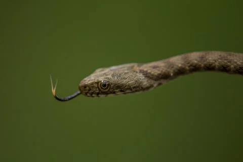 Head of Dice snake (Natrix tessellata) flicking its tongue out. Macro shot 스톡 사진