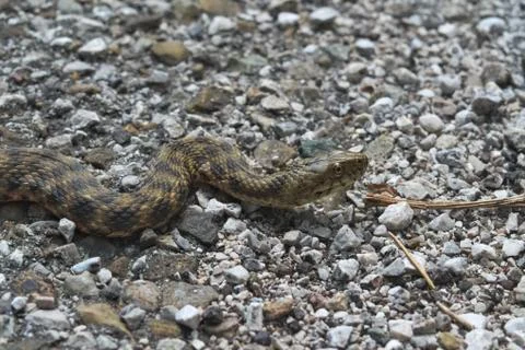 Head of a dice snake Stock Photos