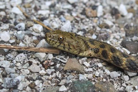 Head of a dice snake Stock Photos