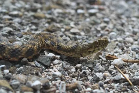 Head of a dice snake Stock Photos