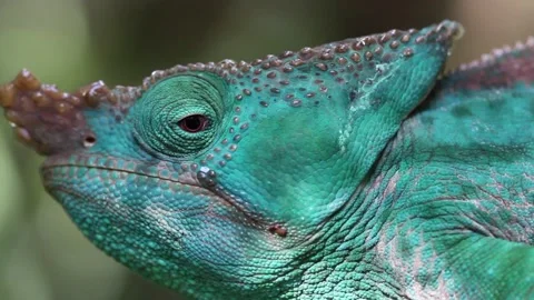 The Head of a Dinosaur - the Parson's Chameleon Stock Footage 236067184