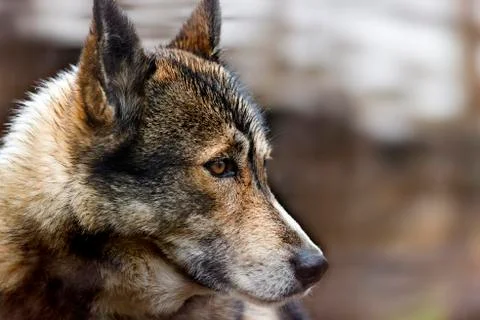 The head of dog (Husky) Stock Photos