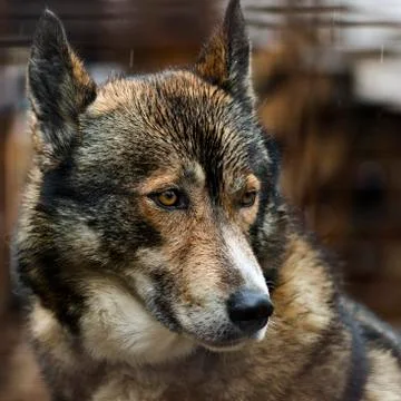The head of a dog (Husky) Foto stock