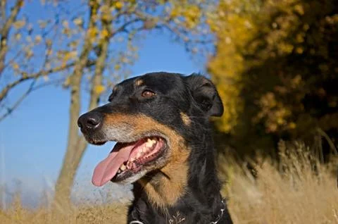 Head of dog Stock Photos