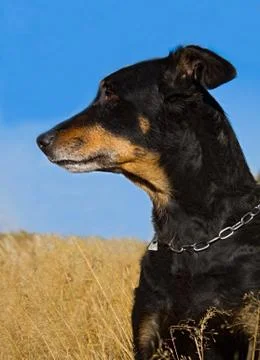 Head of dog Stock Photos