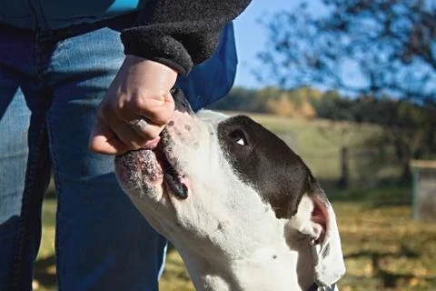 Head of dog Stock Photos