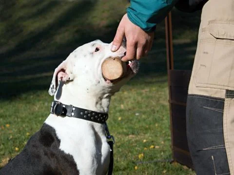 Head of dog Stock Photos