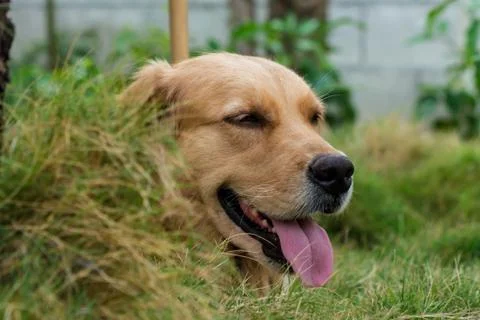 Head dog Stock Photos