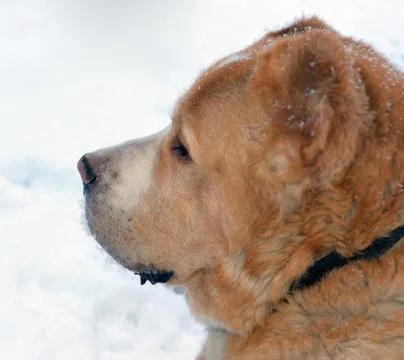 Head of a dog Stock Photos