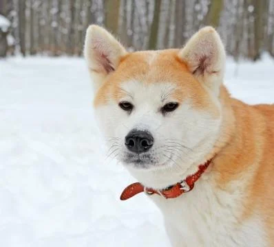 Head of the dog in the winter Stock Photos