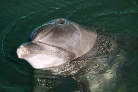 The head of the dolphin on the surface of clear azure water looking smart loo Stock Photos