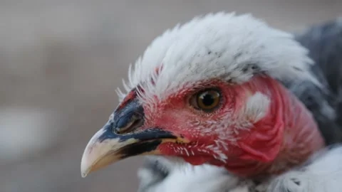 Head of a domestic chicken Stock Footage 131209471