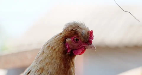 Head of a domestic chicken Stock Footage 132368826
