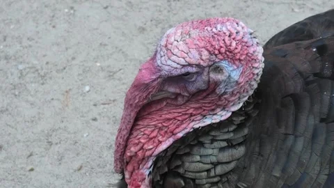 Head of a domestic turkey, extra close-up Stock Footage 276204809