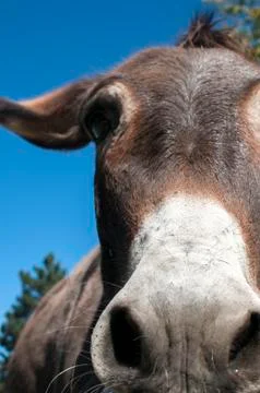 Head of donkey closeup Stock Photos