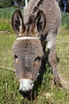Head of donkey Stock Photos