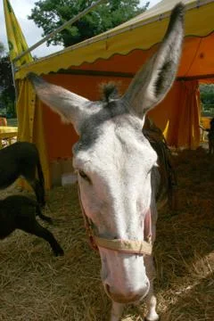 Head of donkey Фото
