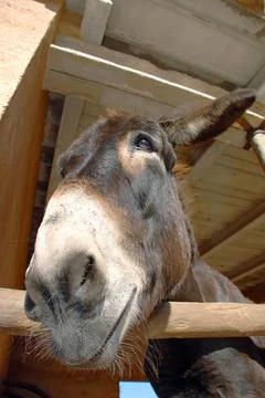Head of a donkey Stock Photos