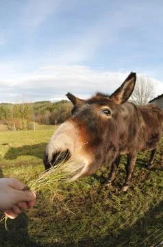 Head of a Donkey which Eating Grass tuft Stock Photos