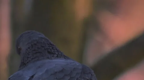 The head of a dove 스톡 동영상 45441497