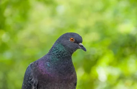 Head of a dove in profile Stock Photos