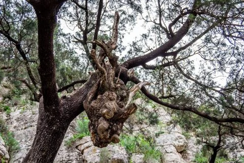 Head of dragon in the forest Stock Photos
