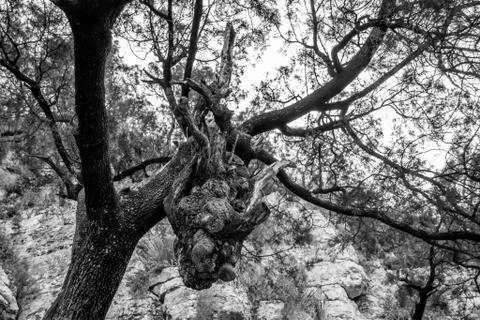 Head of dragon in the forest Stock Photos