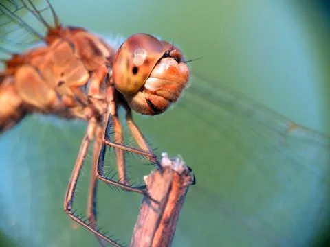 Head of dragonfly 스톡 사진