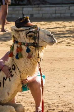 Head of a dromedary Stock Photos