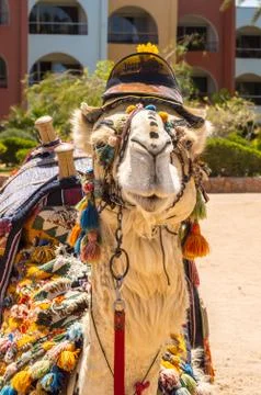 Head of a dromedary Stock Photos