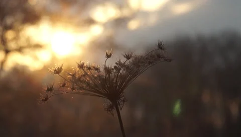 Head of dry plant Stock Footage 36766082