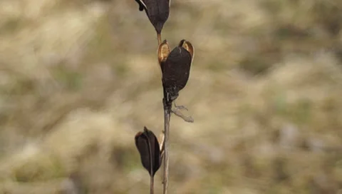 The head of dry plant Video stock 36834982
