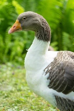 The head of duck with green trees at the background Stock Photos