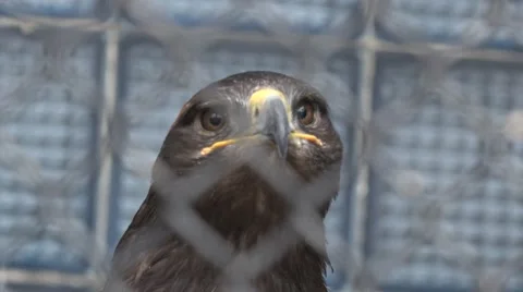 Head of an eagle behind bars, fence out of focus, the zoo, Nikolaev, Ukraine Vídeos de archivo 59786525