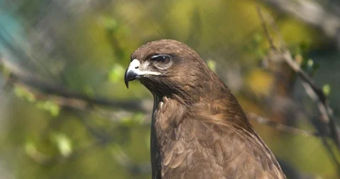 Head of an eagle close-up Stock Footage 89293622