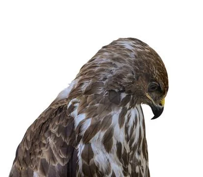 Head eagle with drooping head on transparent background Stock Photos