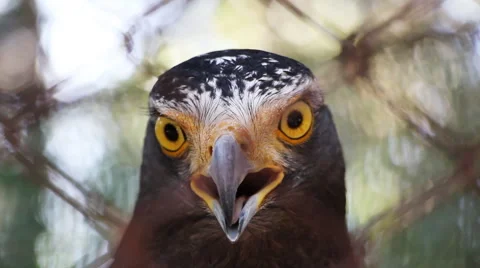 Head Eagle Stock Footage 46013367