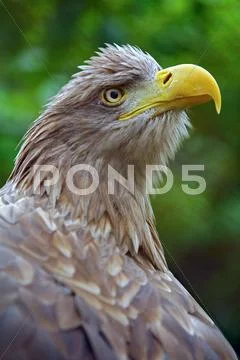 The head of an eagle Stock Photos