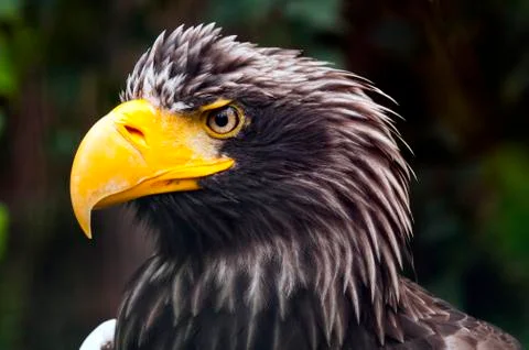 Head of eagle Stock Photos