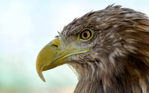 Head of an eagle Stock Photos