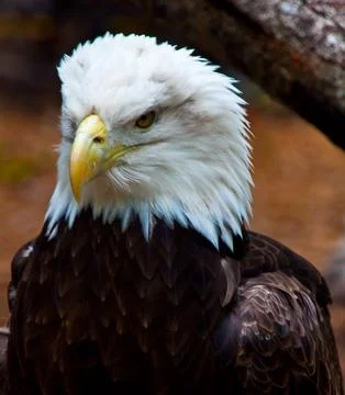 Head of an Eagle Stock Photos