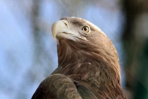 The head of an eagle in turn Stock Photos