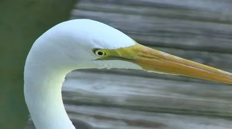 Head of egret Stock Footage 12376659