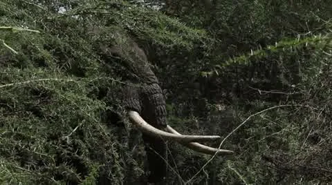 Head of elephant eating. Video stock 11287019