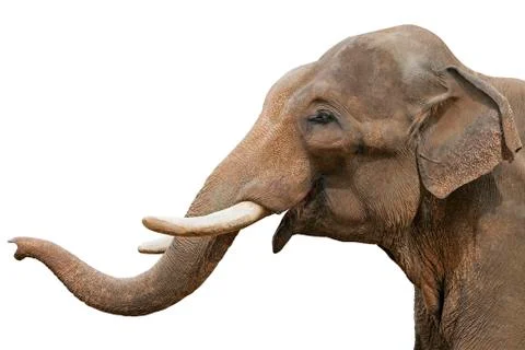 Head of an elephant, isolated Stock Photos