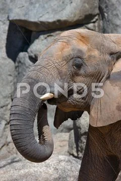Head of elephant Stock Photos