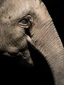 Head of Elephant Stock Photos