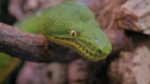 Head of emerald tree boa - close up Stock Footage 121421028